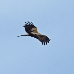 Haliastur sphenurus at Fyshwick, ACT - 26 Jul 2018 12:07 PM