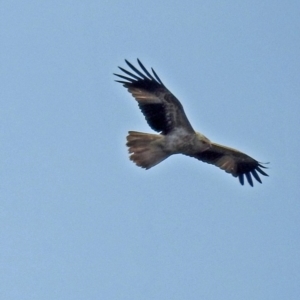 Haliastur sphenurus at Fyshwick, ACT - 26 Jul 2018 12:07 PM