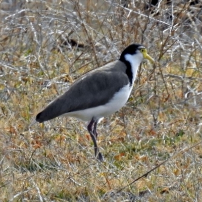 Vanellus miles (Masked Lapwing) at Fyshwick, ACT - 26 Jul 2018 by RodDeb