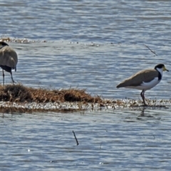 Vanellus miles at Fyshwick, ACT - 26 Jul 2018 11:57 AM