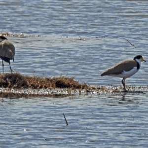 Vanellus miles at Fyshwick, ACT - 26 Jul 2018