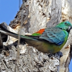 Psephotus haematonotus (Red-rumped Parrot) at Fyshwick, ACT - 26 Jul 2018 by RodDeb