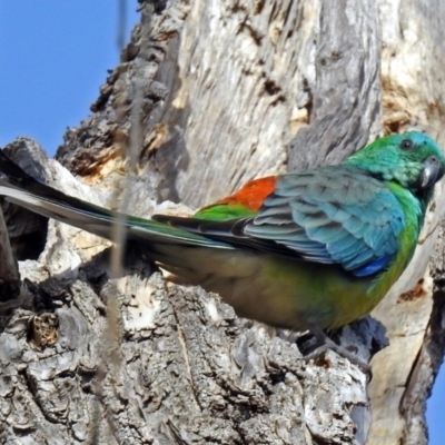 Psephotus haematonotus (Red-rumped Parrot) at Jerrabomberra Wetlands - 26 Jul 2018 by RodDeb