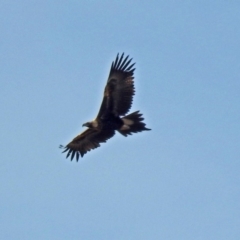 Aquila audax (Wedge-tailed Eagle) at Fyshwick, ACT - 26 Jul 2018 by RodDeb