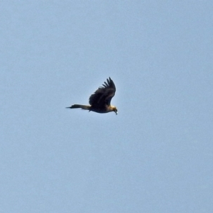 Aquila audax at Fyshwick, ACT - 26 Jul 2018 12:30 PM