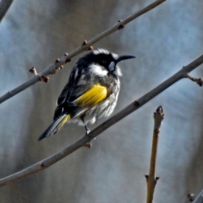 Phylidonyris novaehollandiae (New Holland Honeyeater) at Fyshwick, ACT - 26 Jul 2018 by RodDeb