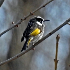 Phylidonyris novaehollandiae at Fyshwick, ACT - 26 Jul 2018