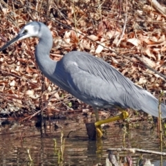 Egretta novaehollandiae (White-faced Heron) at Fyshwick, ACT - 26 Jul 2018 by RodDeb