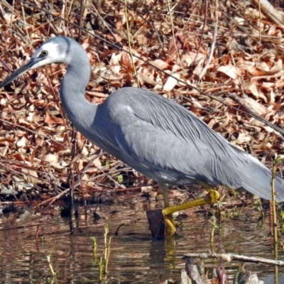 Egretta novaehollandiae (White-faced Heron) at Fyshwick, ACT - 26 Jul 2018 by RodDeb