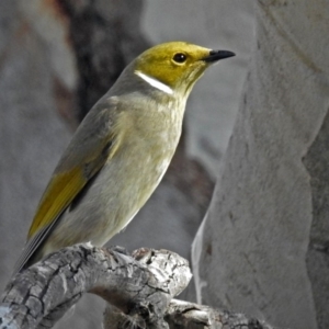 Ptilotula penicillata at Fyshwick, ACT - 26 Jul 2018