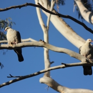 Columba leucomela at undefined - 25 Jul 2018