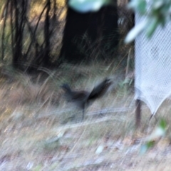 Menura novaehollandiae (Superb Lyrebird) at Undefined - 26 Jul 2018 by nickhopkins