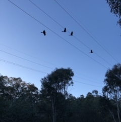 Zanda funerea (Yellow-tailed Black-Cockatoo) at Mount Ainslie - 21 Jul 2018 by Dan