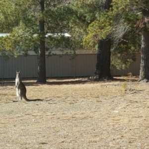 Macropus giganteus at Isaacs, ACT - 27 Jul 2018 10:30 AM