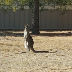 Macropus giganteus at Isaacs, ACT - 27 Jul 2018 10:30 AM