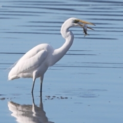 Ardea alba (Great Egret) at Burrill Lake, NSW - 13 Jun 2014 by CharlesDove