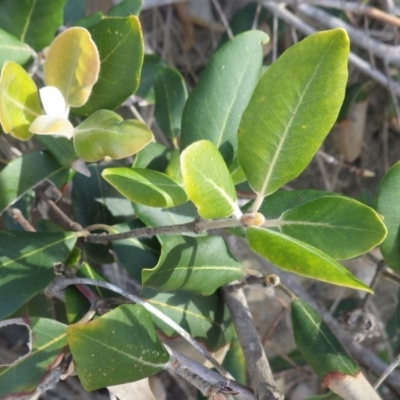 Syncarpia glomulifera subsp. glomulifera at Jervis Bay National Park - 16 Jul 2018 by PatrickCampbell