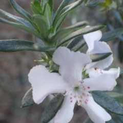 Westringia fruticosa (Native Rosemary) at Vincentia Coastal Walking Track - 16 Jul 2018 by Patrick Campbell