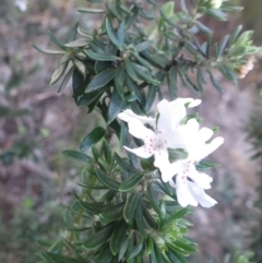 Westringia fruticosa at Jervis Bay National Park - 16 Jul 2018