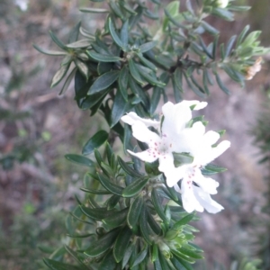 Westringia fruticosa at Jervis Bay National Park - 16 Jul 2018 03:25 PM