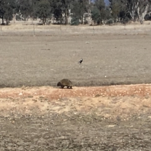 Tachyglossus aculeatus at Gungahlin, ACT - 27 Jul 2018