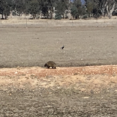 Tachyglossus aculeatus (Short-beaked Echidna) at Gungahlin, ACT - 27 Jul 2018 by Mothy