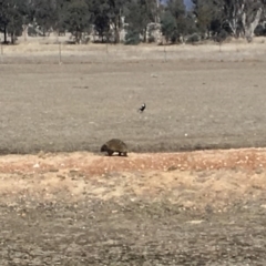 Tachyglossus aculeatus (Short-beaked Echidna) at Mulligans Flat - 27 Jul 2018 by Mothy