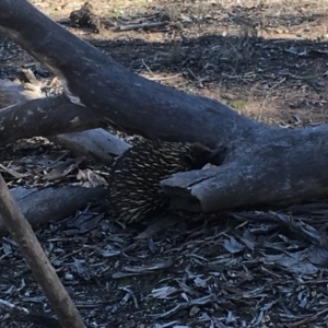 Tachyglossus aculeatus at Gungahlin, ACT - 27 Jul 2018