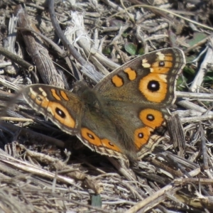 Junonia villida at Tuggeranong DC, ACT - 27 Jul 2018 12:18 PM