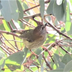 Acanthiza lineata (Striated Thornbill) at Wanniassa Hill - 27 Jul 2018 by KumikoCallaway