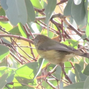 Acanthiza lineata at Fadden, ACT - 27 Jul 2018 01:26 PM