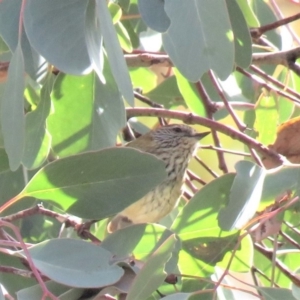 Acanthiza lineata at Fadden, ACT - 27 Jul 2018 01:26 PM