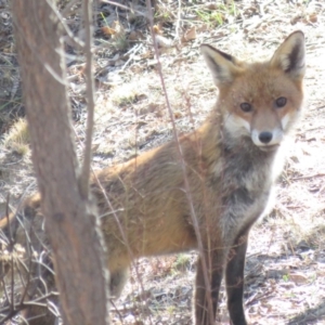 Vulpes vulpes at Wanniassa Hill - 27 Jul 2018