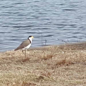 Vanellus miles at Acton, ACT - 26 Jul 2018 11:49 AM