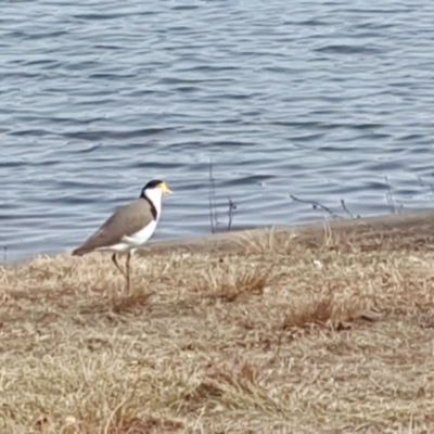 Vanellus miles (Masked Lapwing) at Lake Burley Griffin West - 26 Jul 2018 by Mike