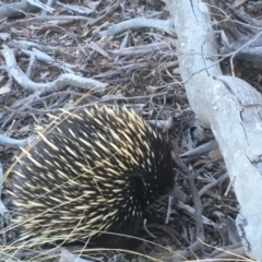 Tachyglossus aculeatus (Short-beaked Echidna) at Gungahlin, ACT - 21 Jul 2018 by Mothy