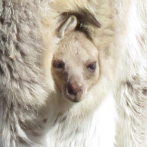 Macropus giganteus at Wanniassa, ACT - 27 Jul 2018