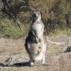 Macropus giganteus at Wanniassa, ACT - 27 Jul 2018