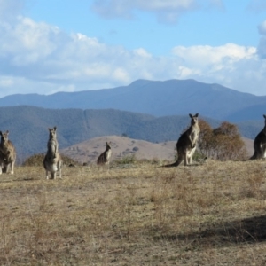 Macropus giganteus at Wanniassa, ACT - 27 Jul 2018