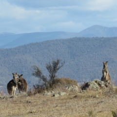 Macropus giganteus at Wanniassa, ACT - 27 Jul 2018