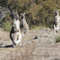 Macropus giganteus at Wanniassa, ACT - 27 Jul 2018