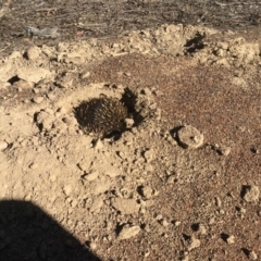 Tachyglossus aculeatus (Short-beaked Echidna) at Mulligans Flat - 14 Jul 2018 by Mothy