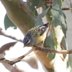 Pardalotus punctatus (Spotted Pardalote) at Fadden, ACT - 27 Jul 2018 by KumikoCallaway