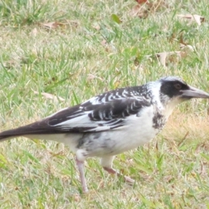 Gymnorhina tibicen at Symonston, ACT - 20 May 2015