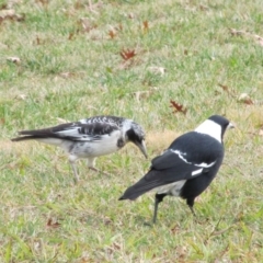 Gymnorhina tibicen at Symonston, ACT - 20 May 2015