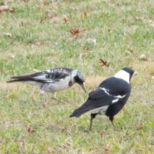 Gymnorhina tibicen at Symonston, ACT - 20 May 2015