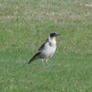 Gymnorhina tibicen at Symonston, ACT - 20 May 2015