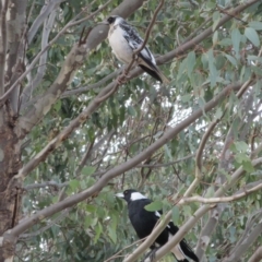 Gymnorhina tibicen at Symonston, ACT - 20 May 2015