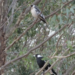 Gymnorhina tibicen at Symonston, ACT - 20 May 2015 02:36 PM