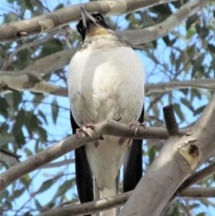 Gymnorhina tibicen at Symonston, ACT - 20 May 2015 02:36 PM